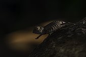 Plated leaf chameleon (Brookesia stumpffi) in the dry forests, West Madagascar, Madagascar, Africa