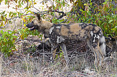 Wild Dog (Lycaon pictus), side view of an adult female, Mpumalanga, South Africa