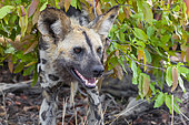 Wild Dog (Lycaon pictus), close-up of an adult, Mpumalanga, South Africa