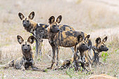 Wild Dog (Lycaon pictus), a pack in the savannah, Mpumalanga, South Africa