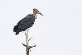 Marabou Stork (Leptoptilos crumeniferus) on dead tree, South Africa