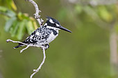 Pied Kingfisher (Ceryle rudis), adult female perched on a branch, Mpumalanga, South Africa