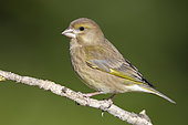 European Greenfinch (Cardueli chloris), side view of a first winter female perched on a branch, Campania, Italy