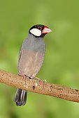 Java Sparrow, Java Finch, Java Rice Sparrow or Java Rice Bird (Padda oryzivora), occurrence in Java and Bali, captive, Bergkamen, North Rhine-Westphalia, Germany, Europe