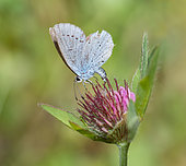 Argus frêle (Cupido minimus) femelle en train de pondre sur le trèfle (Trifolium pratense) Parc naturel régional des Vosges du Nord, France