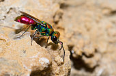 Guêpe dorée (Chrysura hybrida) à la recherche de galerie d'osmies dans les rochers, Parc naturel régional des Vosges du Nord, France