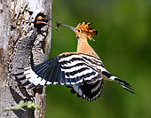 Huppe fasciée (Upupa epops) mâle nourrissant la femelle au nid, Parc naturel régional des Vosges du Nord, France