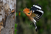Huppe fasciée (Upupa epops) mâle nourrissant la femelle au nid, Parc naturel régional des Vosges du Nord, France