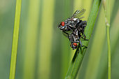 Flesh fly (Sarcophaga carnaria) mating, Vosges du Nord Regional Natural Park, France
