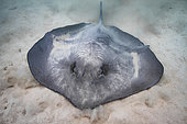 Pink Whipray (Pateobatis fai) diggin to hide in the sand, moorea, French Polynesia