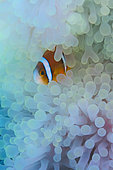 Orangefin anemonefish (Amphiprion chrysopterus) in sea anemone, Tahiti, French Polynesia