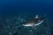 Wide view Tiger Shark (Galeocerdo cuvier) swimming in open water, Tahiti, French Polynesia