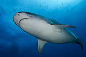 Low angle view Tiger Shark (Galeocerdo cuvier), Tahiti, French Polynesia