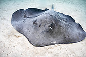 Close view Pink Whipray (Pateobatis fai) swimming above the sand, moorea, French Polynesia