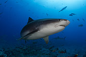 Close view Tiger Shark (Galeocerdo cuvier), Tahiti, French Polynesia