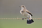 Capped Wheatear (Oenanthe pileata), juvenile perched on a barbed wire, Western Cape, South Africa