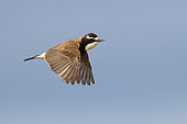 Capped Wheatear (Oenanthe pileata), side view of an adult in flight, Western Cape, South Africa