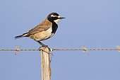 Capped Wheatear (Oenanthe pileata), side view of an adult standing on a post, Western Cape, South Africa