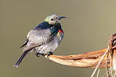 Southern double-collared sunbird (Cinnyris chalybeus), side view of a male in eclipse plumage, Western Cape, South Africa