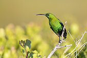 Malachite Sunbird (Nectarinia famosa), adult male perched on a branch, Western Cape, South Africa