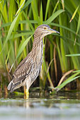 Black-crowned Night Heron (Nycticorax nycticorax), juvenile standing in the water, Campania, Italy
