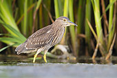 Black-crowned Night Heron (Nycticorax nycticorax), juvenile standing in the water, Campania, Italy
