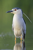 Black-crowned Night Heron (Nycticorax nycticorax), front view of an adult standing in the water, Campania, Italy