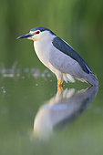 Black-crowned Night Heron (Nycticorax nycticorax), side view of an adult standing in the water, Campania, Italy