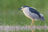 Black-crowned Night Heron (Nycticorax nycticorax), side view of an adult standing in the water, Campania, Italy