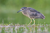 Black-crowned Night Heron (Nycticorax nycticorax), side view of a juvenile standing in the water, Campania, Italy