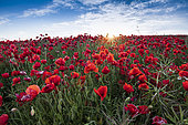 Poppies field on the Opal Coast, spring, Hauts de France, France