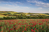 Poppy field on the Opal Coast, Hervelinghen, spring, Hauts de France, France
