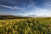 Barley field, spring, Escalles, Pas de Calais, France