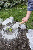 Person spreading ash around a cucumber stalk to protect it from slug attacks, Hauts de France, France