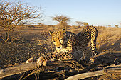 Male subadult Cheetah, Acinonyx jubatus, Kalahari Basin, Namibia
