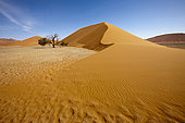 Dune 45 in Sossusvlei Area, Namib Naukluft Park, Namibia