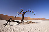 Dead Acacia Trees in Deadvlei Pan, Namib Naukluft Park, Namibia