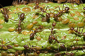 Ants on Cacao Fruit, Formicidae, Kimbe Bay, New Britain, Papua New Guinea