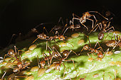 Ants on Cacao Fruit, Formicidae, Kimbe Bay, New Britain, Papua New Guinea