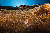 Pink anemonefish in Sea anemone, Amphiprion perideraion, Kimbe Bay, New Britain, Papua New Guinea