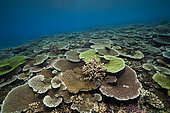 Healthy Hard Coral Reef, Acropora, Kimbe Bay, New Britain, Papua New Guinea
