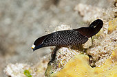 Black Headshield Slug, Chelidonura inornata, Kimbe Bay, New Britain, Papua New Guinea