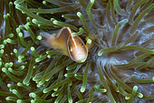 Pink anemonefish in Sea anemone (Amphiprion perideraion), Kimbe Bay, New Britain, Papua New Guinea