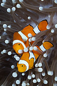 Clown Anemonefish (Amphiprion ocellaris), New Ireland, Papua New Guinea