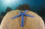 Blue Starfish on Coral, Linckia laevigata, New Ireland, Papua New Guinea