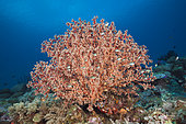 Godeffroys Soft Coral, Siphonogorgia godeffroyi, New Ireland, Papua New Guinea