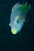 Bandcheek wrasse (Oxycheilinus digrammus), New Ireland, Papua New Guinea