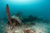 Japanese Kate Bomber Wreck Nakajima B5N, New Ireland, Papua New Guinea