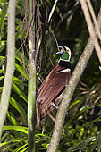 Raggiana Bird of Paradise (Paradisaea raggiana) male on a branch, Papua New Guinea