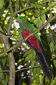 Papuan King Parrot (Alisterus chloropterus) on a branch, Papua New Guinea